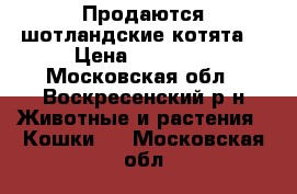 Продаются шотландские котята  › Цена ­ 15 000 - Московская обл., Воскресенский р-н Животные и растения » Кошки   . Московская обл.